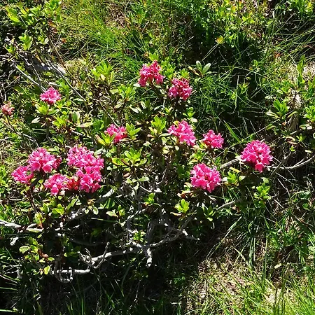 דירה Traudl Singer אינסברוק