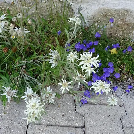 Traudl Singer דירה